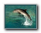 Дельфіни 