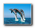 Дельфіни